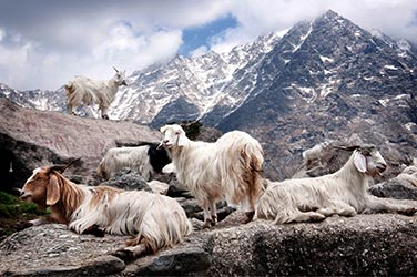 Cashmere - The super-soft wool de luxe