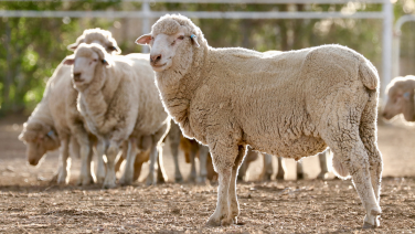 Group of white Merino sheep on sandy ground with wooden fence in the background.
