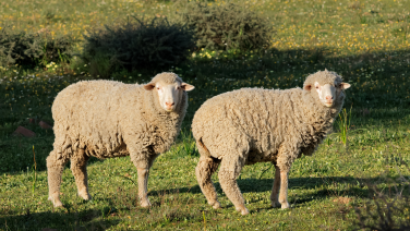 Two Merino sheep with thick, creamy-white fleeces are standing side by side in a meadow, with bushes in the background.
